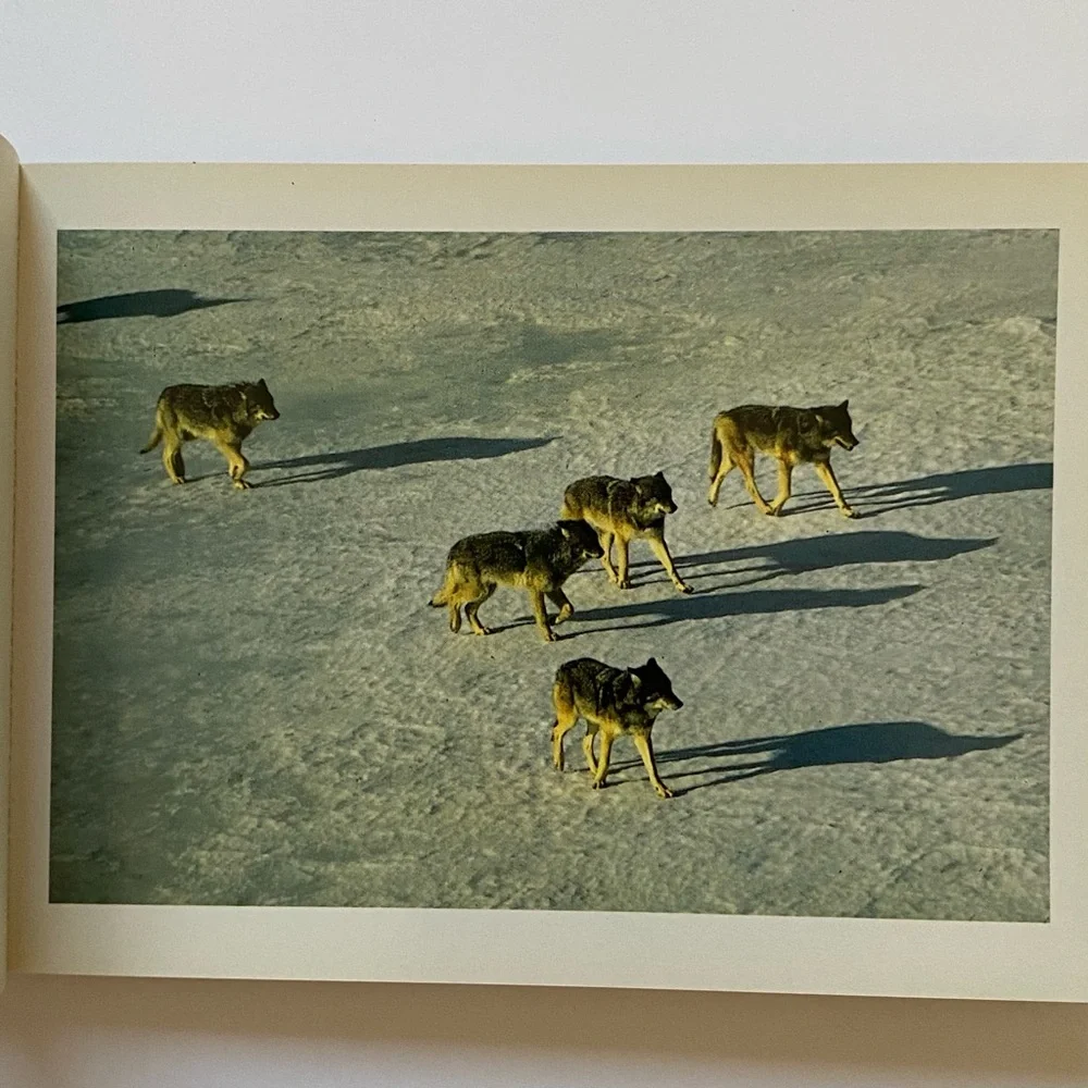 Wolves Postcard Collection Vintage 1990 International Wild Center Set Of  Pics